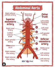 the anatomy of an adult's body with labels on it, including names and functions