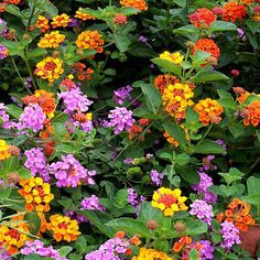 many different colored flowers growing in a garden area with green leaves and brown brick planter