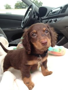 a small brown and black dog sitting in the driver's seat of a car