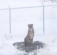 a cheetah sitting in the snow near a fenced area and looking at the camera