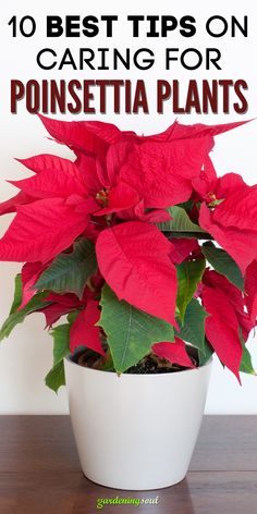 a poinsettia plant with the title 10 best tips on caring for poinsettia plants