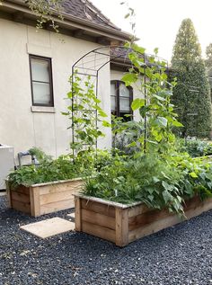 an outdoor garden with various plants growing in the planters and on the side of the house