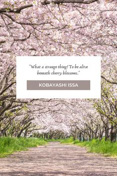 an image of cherry blossom trees with the words, what a strange thing to be alive beneath