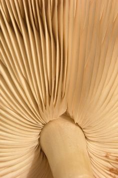 the underside of a large mushroom is shown