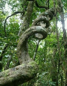 an old vine hanging from a tree in the jungle