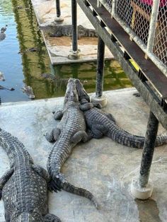 two alligators are laying on the ground next to a fence and some birds in the water