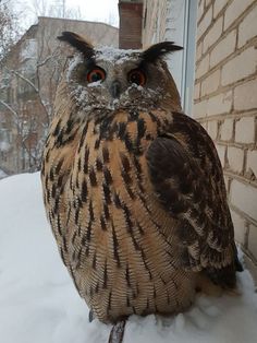 an owl sitting on top of snow covered ground