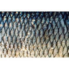 an image of fish skin that looks like it has been caught in the ocean or sea