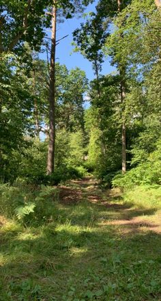 nature, forest, Sweden, summer, sunny Swezland Aesthetic, Summer Sunny Aesthetic, Scandinavia Summer Aesthetic, Sweden Travel Summer, Swedish Countryside Aesthetic, Life In Sweden Aesthetic, Sunny Spring Aesthetic, Sunny Forest Aesthetic