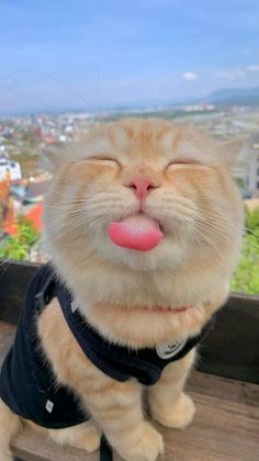 an orange and white cat with its tongue hanging out