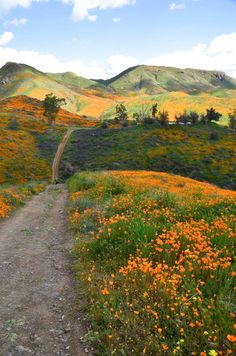 a dirt road that is surrounded by flowers