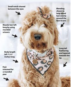 The best advice is to be very specific to your groomer!! Everyone has a very distinct style and like different looks. If you are wanting a certain look make sure to talk to the receptionist and show pictures of what you have in mind. Teddy Bear Goldendoodle, Labradoodle Grooming, Tibet Terrier, Puppy Grooming, Dog Grooming Tips, Dog Haircuts, Australian Labradoodle