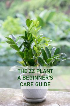 ZZ Plant Care Tips Zz Plants Houseplant, Zz Plant Care Guide, How To Take Care Of Zz Plant, Houseplant Care Guide, Zz Plant Potting Ideas, Zzz Plant Care, Zzz Plant, Zz Plant Decor, Zz Plant Propagation