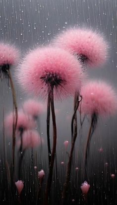 some pink flowers with rain falling down on them in the dark night, it looks like dandelions