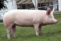 a pig standing on top of a lush green field