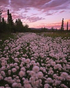 a field full of tall white flowers under a purple and pink sky with clouds in the background