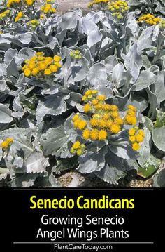 some plants with yellow flowers growing in the middle of them and text overlay reads, sendio canicans growing scenic angel wings plants