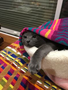 a gray cat is wrapped up in a blanket