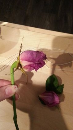 How to Dry Roses Perfectly : 6 Steps (with Pictures) - Instructables Dry Roses Ideas, Flower Shadow, Rose Crafts, Dried Hydrangeas, Flower Shadow Box, Potted Houseplants