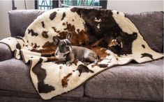 a dog laying on top of a couch covered in a cow print blanket with his head resting on the pillow