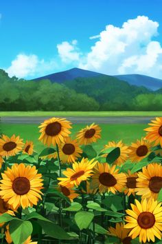 sunflowers in a field with mountains in the background