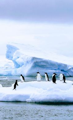 penguins are standing on an iceberg in the water