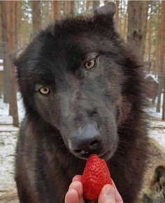 a person feeding a strawberry to a black dog in the snow with trees behind them