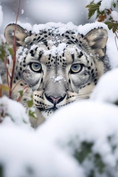 a snow leopard looks out from behind some trees in the snow, with it's eyes partially covered by snow