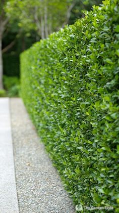 a hedge is shown in the middle of a sidewalk