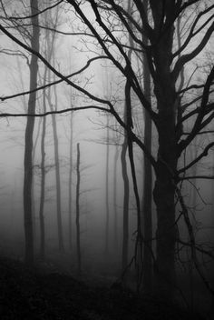 black and white photograph of trees in the foggy forest with no leaves on them