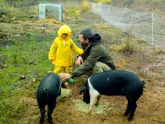 two people in yellow raincoats feeding pigs