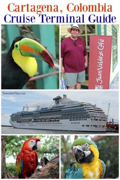 the cruise ship is docked and there are pictures of parrots, toucans, and other things