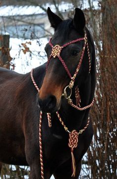 a brown horse wearing a red and gold bridle