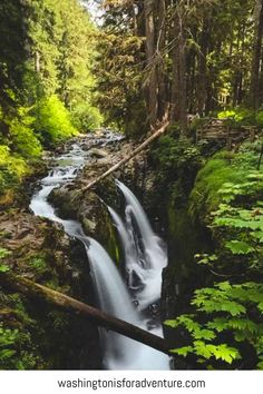 a small waterfall in the middle of a forest with trees and ferns on both sides