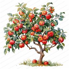 an apple tree with lots of apples growing on it's branches and green leaves