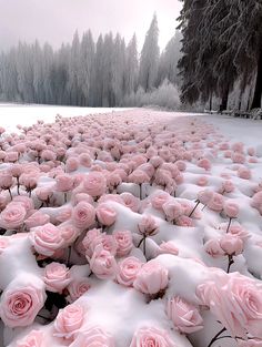 many pink roses are in the snow near some trees