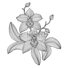 an orchid flower with leaves and buds in black and white ink on a white background