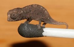 a small gecko sitting on top of a rock next to a white toothbrush