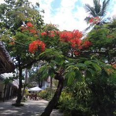 red flowers are blooming on the trees in front of a building and patio area