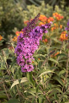 purple flowers are blooming in the field next to orange and yellow flowers with green leaves