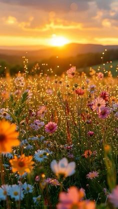 a field full of flowers with the sun setting in the background