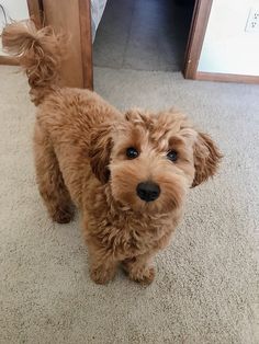 a small brown dog standing on top of a carpeted floor