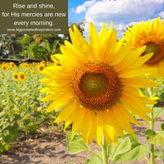 sunflowers in a field with a quote about rise and shine for his merries are new every morning