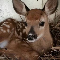 a baby deer is laying down in the hay