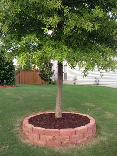 a small tree in a brick planter on the side of a lawn with grass