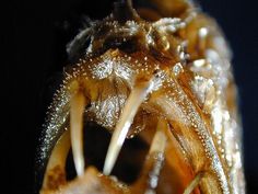 the inside of a flower bud with water droplets on it