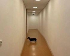 a small dog is standing in the middle of an empty hallway with white walls and flooring