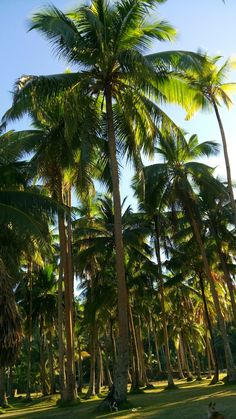 the palm trees are tall and green in the sunlit park area, with one person sitting on a bench under them