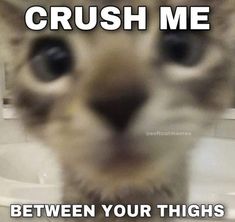 a cat is staring at the camera with caption that reads, crush me between your thighs