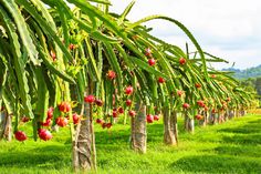 a row of palm trees with red flowers on them in the grass and mountains in the background